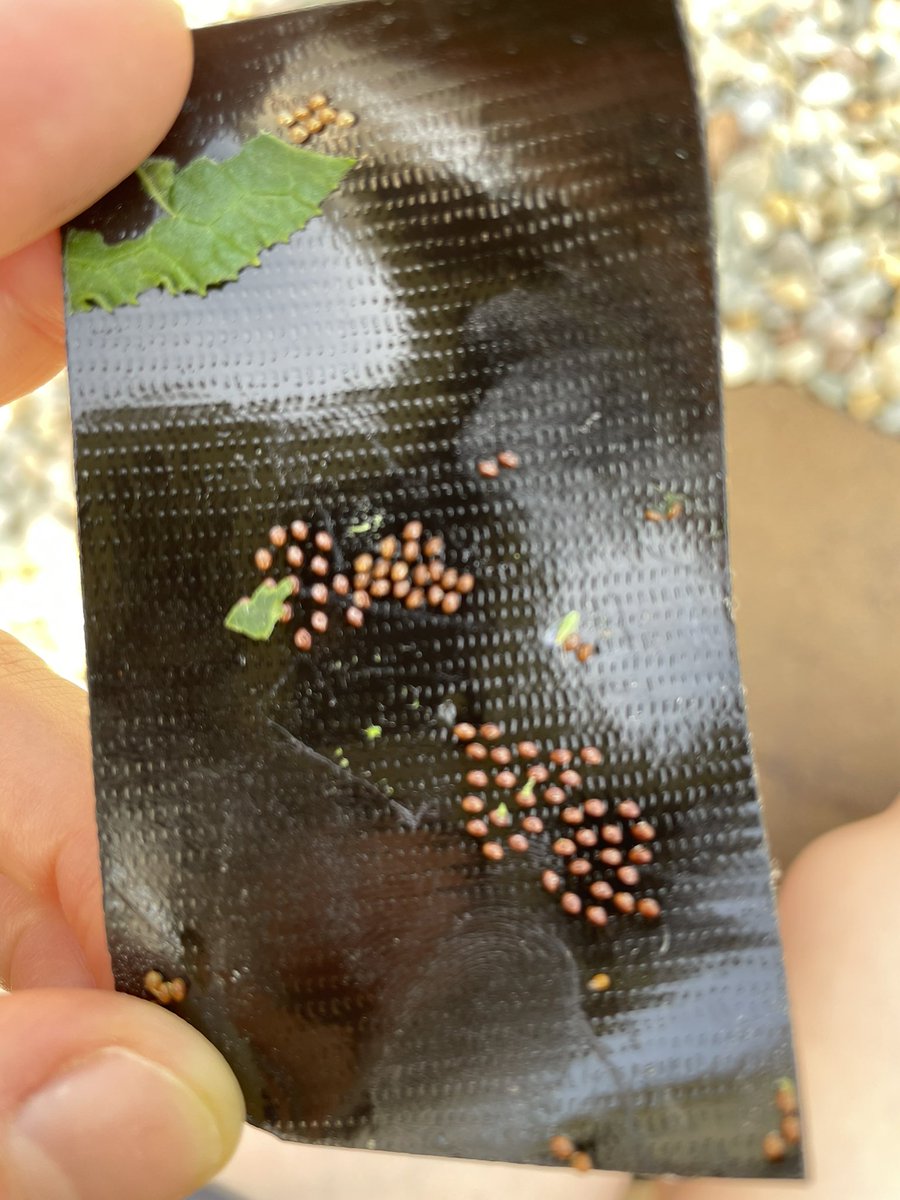 Teresa Hughes tweet media