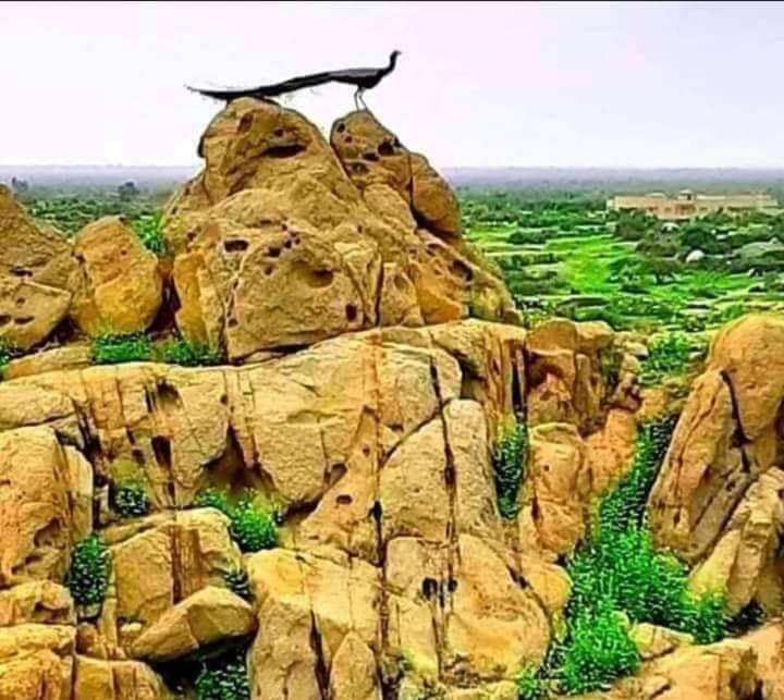 sohailabro81's tweet photo. ڪارونجھر جبل جي ڪٽائي ڪنھن بي صورت برداشت نھ ڪنداسين سنڌ جي انچ انچ جا وارث آھيون پيپلز پارٽي کي شرم اچڻ کپي, سنڌ جو سودو غيرت مند سنڌي ڪنھن بي صورت قبول ڪون ڪندا.
جيئي سنڌ فريڊم موومينٽ جسفم مرڪز
Jeay Sindh Freedom Movement #JSFM @JSFMOfficialOrg
#SaveKaroonjhar 
https://t.co/sDioor4dW9
https://t.co/7CWuS1ckAl