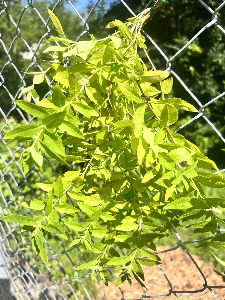 IsabelRamirezRD's tweet photo. #herbdrying season has begun. I’m drying outside. Third pic is the #lemonverbena plant after cutting the tallest branches. It will grow to full again for another harvest. This will be part of Christmas gifts and my winter tea collection, as well as sauces & seasoning! https://t.co/yi38xQrb0a