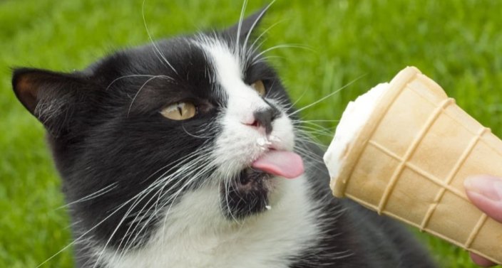ReeseKitty's tweet image. Happy #NationalVanillaIceCreamDay!! 🍦Enjoy!

#SundayFunday #CatsOfTwitterX