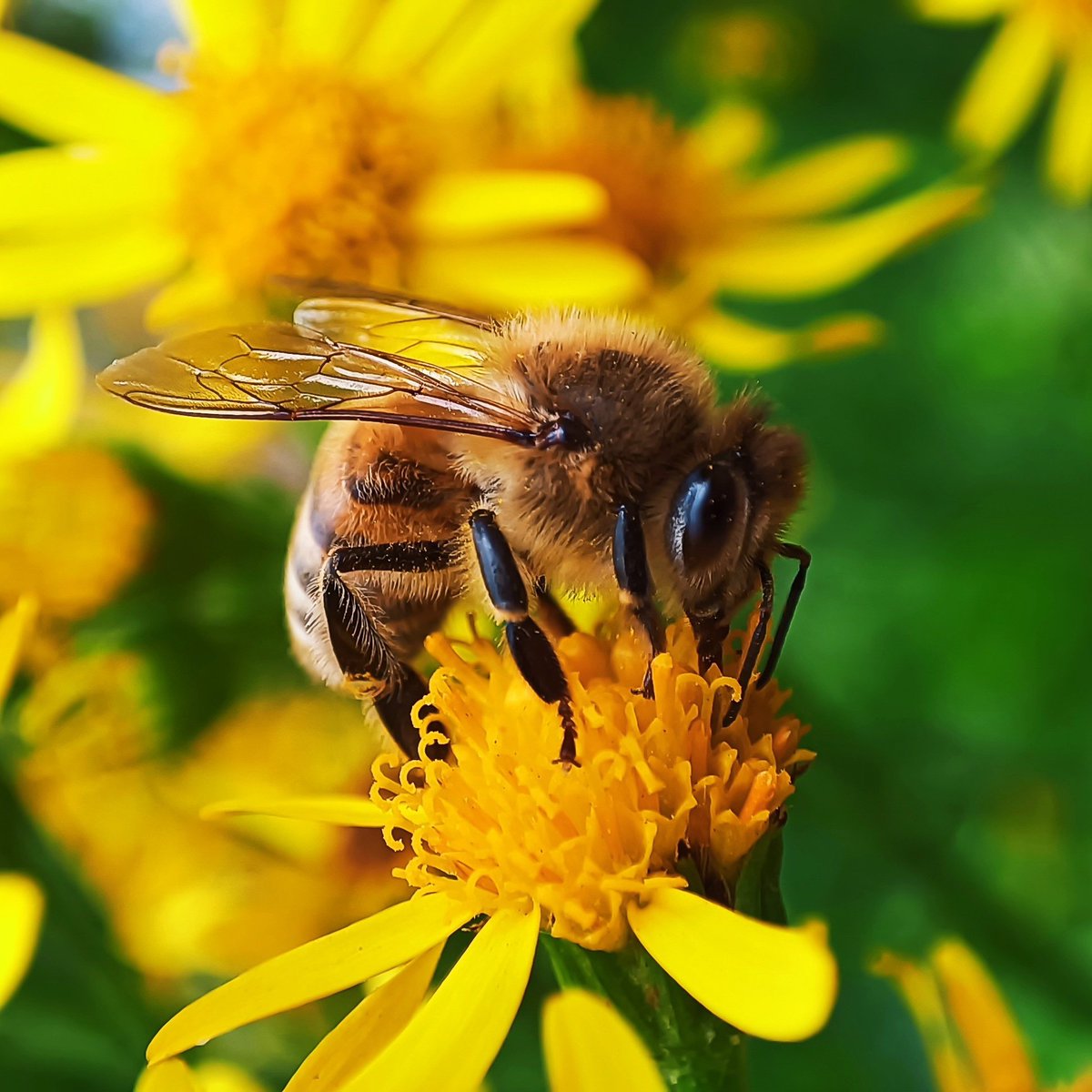 Avik | অভীক tweet media