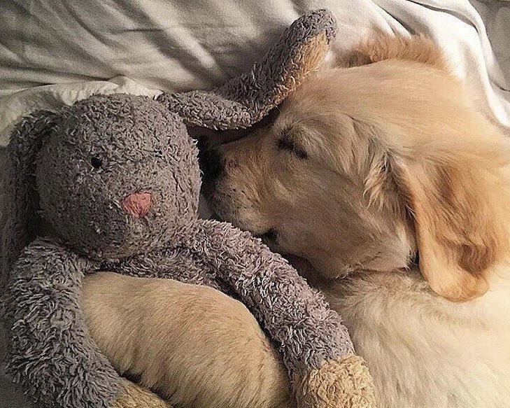 awit4n's tweet image. celebrated our 4th monthsary with this cutie baby. meet mako.