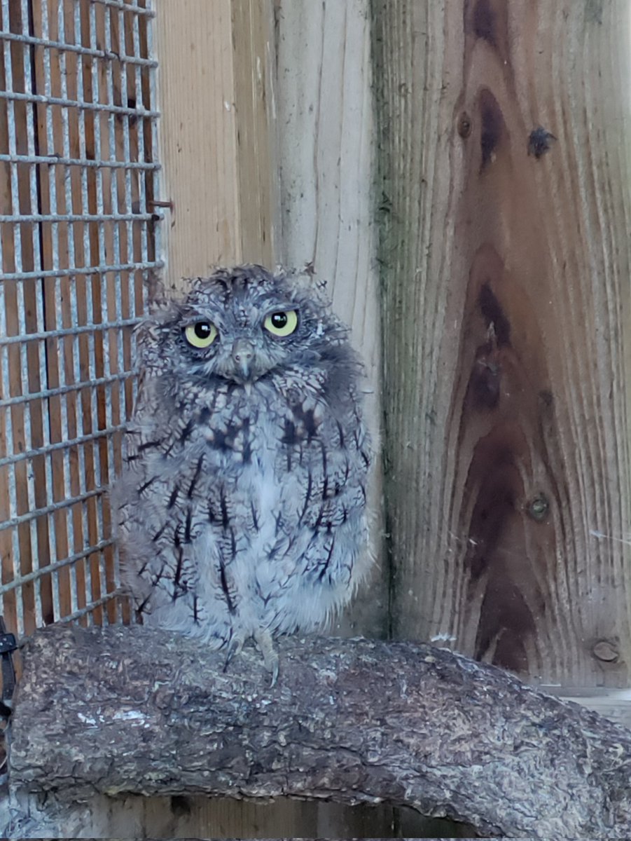 It's moulting, or 'silly hairdo' season. Here's Mr Squeak, the Western Screech owl, winning this week's award for looking utterly ridiculous! 😂😂😂