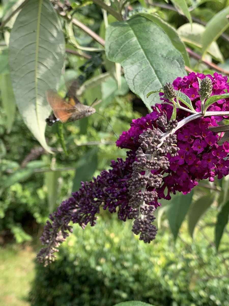 At first I thought we had a hummingbird in our back garden, but I believe they don’t frequent the UK. Luckily I was able to get close enough to take a photo. A google search revealed it is a Hummingbird Hawk Moth. Beautiful creature, mesmerising. Love nature.