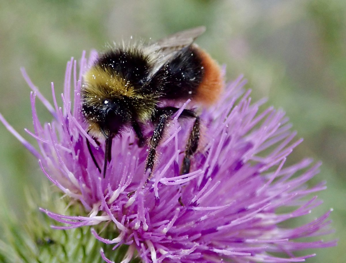 Lots of male Red-tailed #bumblebees (Bombus lapidarius) in the garden over the last few weeks, so I've been hoping the new queens would appear soon... and they have! Newly emerged queen on Viper's bugloss. Male on Creeping Thistle. Aren't they GORGEOUS?! cc @BumblebeeTrust