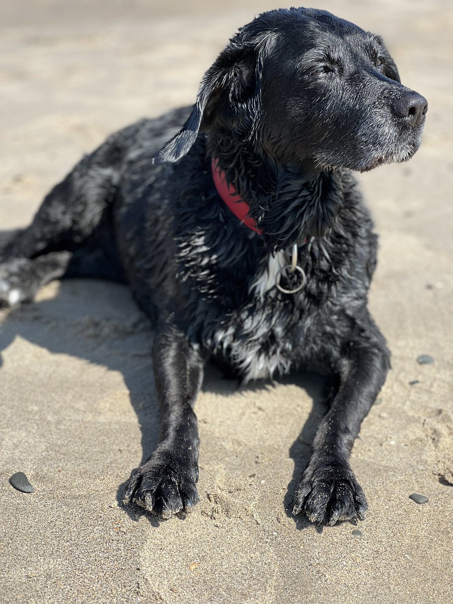 Spindles72's tweet image. So after a wonderful
Week in wales, we had to say goodbye to this one after a short illness. She had a full and happy 12 year life. Sleep well Solo, you’ll be sorely missed 😭😓❤️ #RIP #dog  #pooch  #labrador