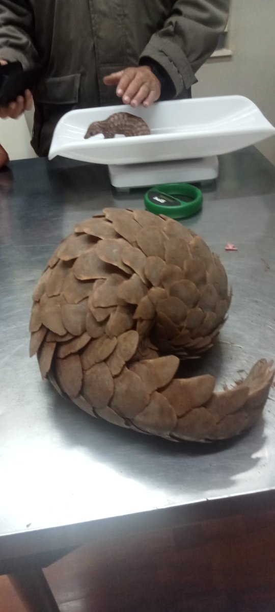 Following on my previous post - After the successful retrieval of an adult female Temmink's pangolin in Kuruman yesterday where 4 suspects were arrested, she gave birth last night to a pangopup who seems perfect to form at full term. 2 individuals of an endangered species saved!