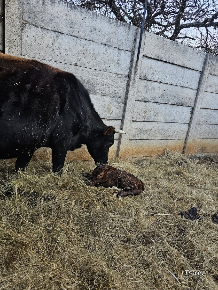 LoudMouthedChic's tweet photo. #CalfWatch is over. Minnie gave birth to a beautiful, healthy heifer at about 16h45 today. I want to call it Vanilli but have given Innocent and Norman naming rights. Will come back every few hours to check that the placenta is okay. Have a pessary in case. https://t.co/24Mkawaerx