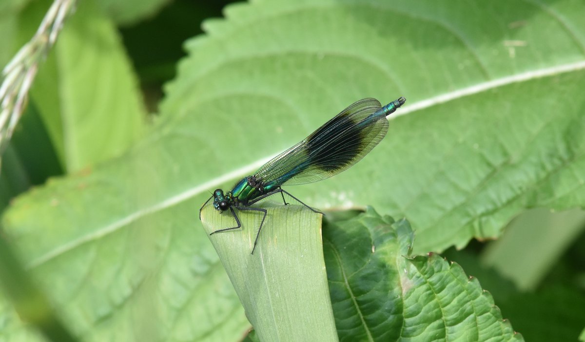 davephillips59's tweet photo. Banded Demoiselle on the River Skerne at Darlington in mid June. https://t.co/loIJ2IhHzk