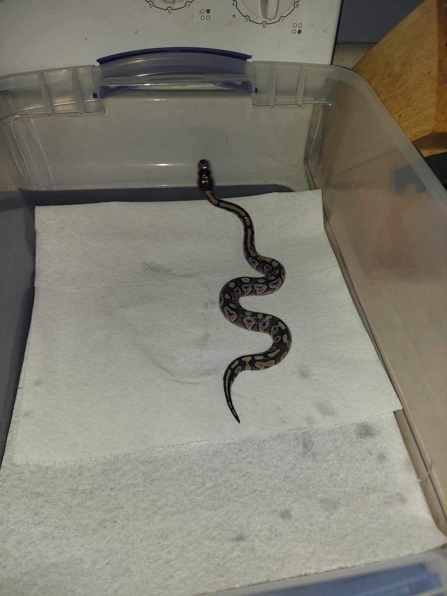 Freedom reptiles tweet media