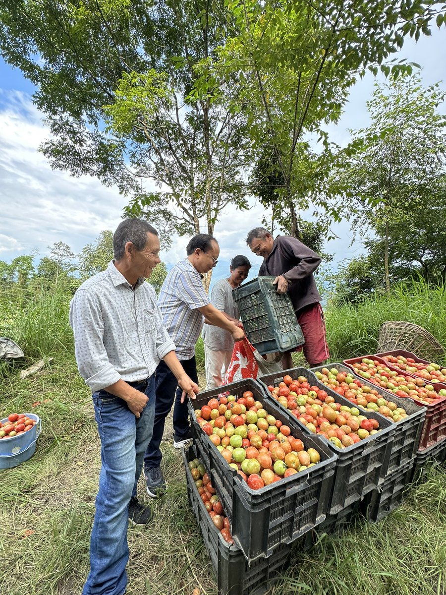 MTSherpa5's tweet photo. Who says there is  shortage of tomatoes? Sadam Sukrabarey doing brisk earning from tomato farming. @ Rs.60 per kg. https://t.co/fi8BkNs1Ot