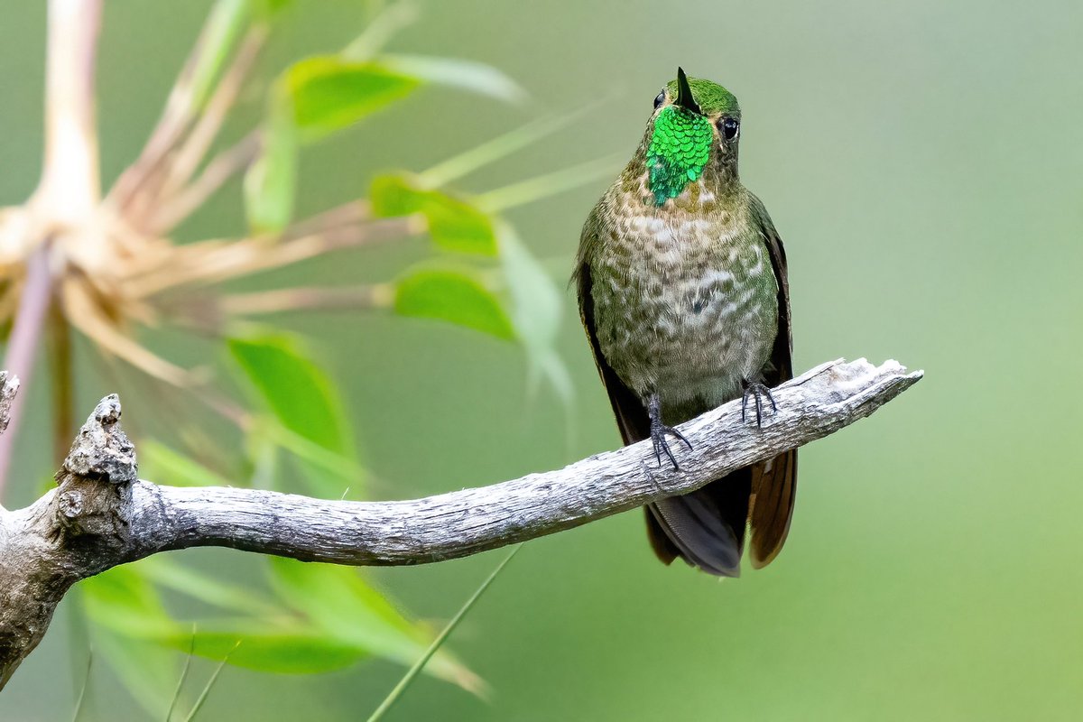 mitoGFP's tweet photo. Tyrian Metaltail and Coppery Metaltail (peru endemic) #BirdsSeenIn2023 #birding #BirdTwitter @inaturalist #Birdsofperu #birds #BirdsOfTwitter #birdphotography #peru #hummingbird #perubirds #avesdelperu #birdsofinstagram #birdwatching https://t.co/9nLtnwgZ9y