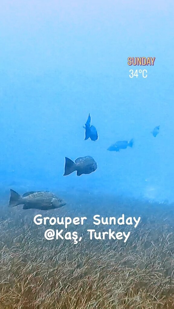 ScubaNautilus's tweet photo. Bu kadar orfoz, lahos, gridayı bir arada kahvaltı ederken görmek… Paha biçilemez! https://t.co/qsLbupn2D7 https://t.co/jI9eKC1Spq