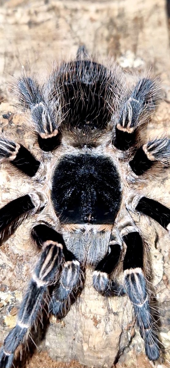 Lilly_Creatures's tweet photo. Bingo posing perfectly for her close up shoot this evening 😁📷 #tarantula #seemanni #arachnids #educationiskey #schooltalks #schoolvisits #ks1 #ks2 https://t.co/fl3xgj41Sg