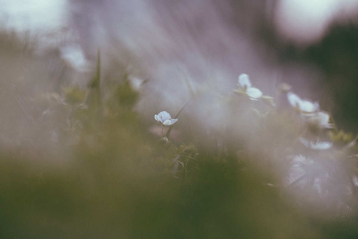 Enjoy this short poem for Sunday afternoon to help you exhale the *overheated * news of the week. buff.ly/3Dq6vFv