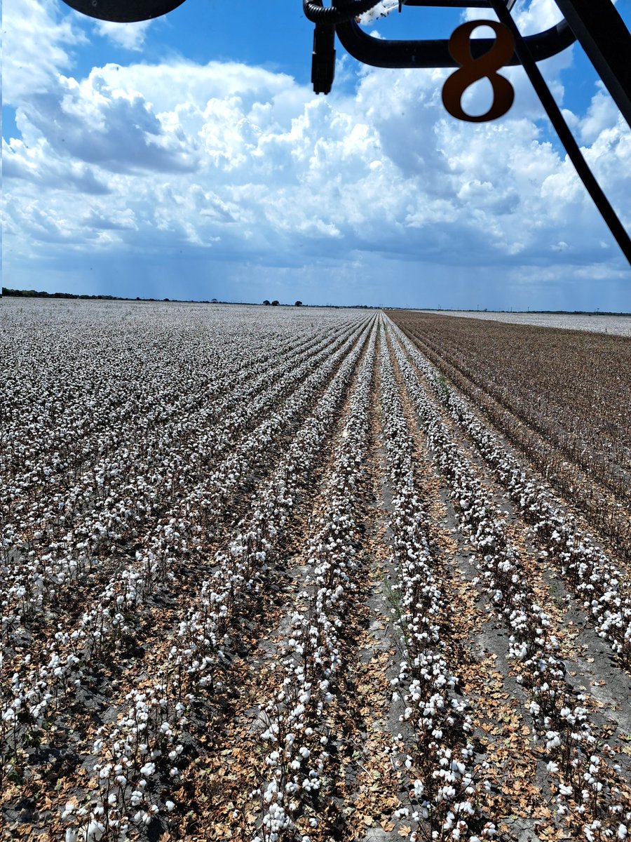 2023 south texas cotton harvest underway.  Ready to put this year behind us.