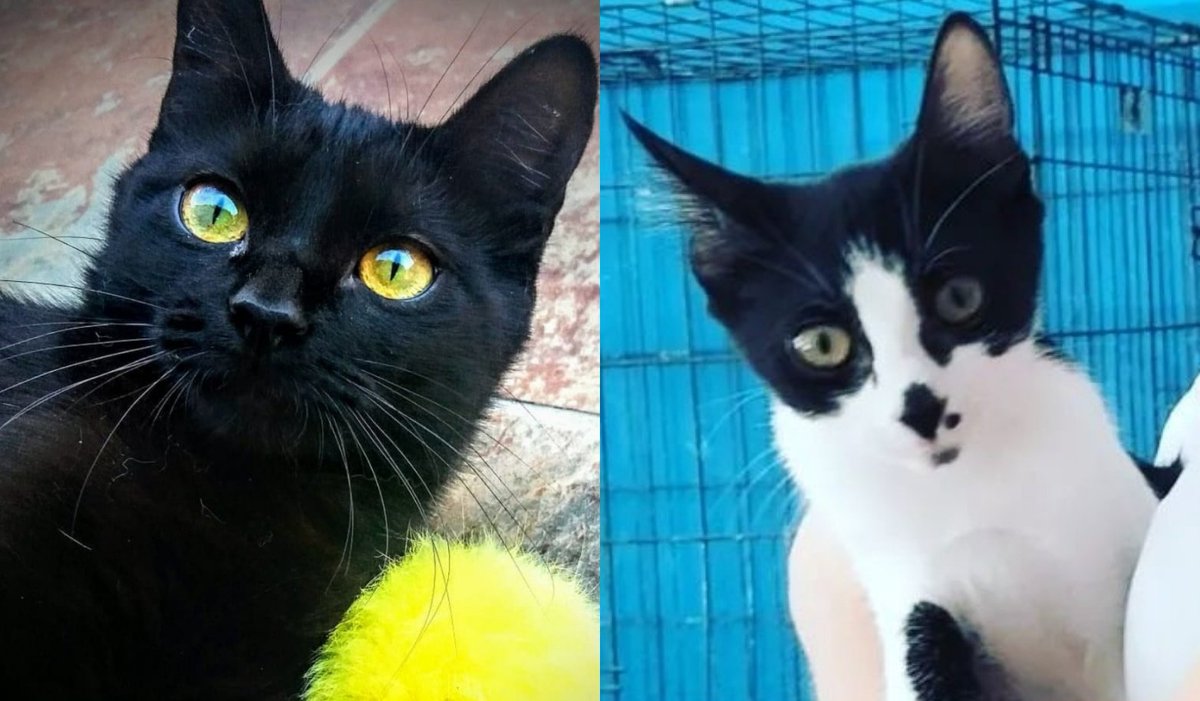 La llegada a casa de un gato nuevo es un reto emocional y psicológico para el que llega y para el que recibe.. Mi gata tiene 5 años y se crío a biberón desde las 2 semanas de edad... Ella es la que recibe.. El nuevo tiene 3 meses, muy bien socializado y un trasto :Son ellos dos