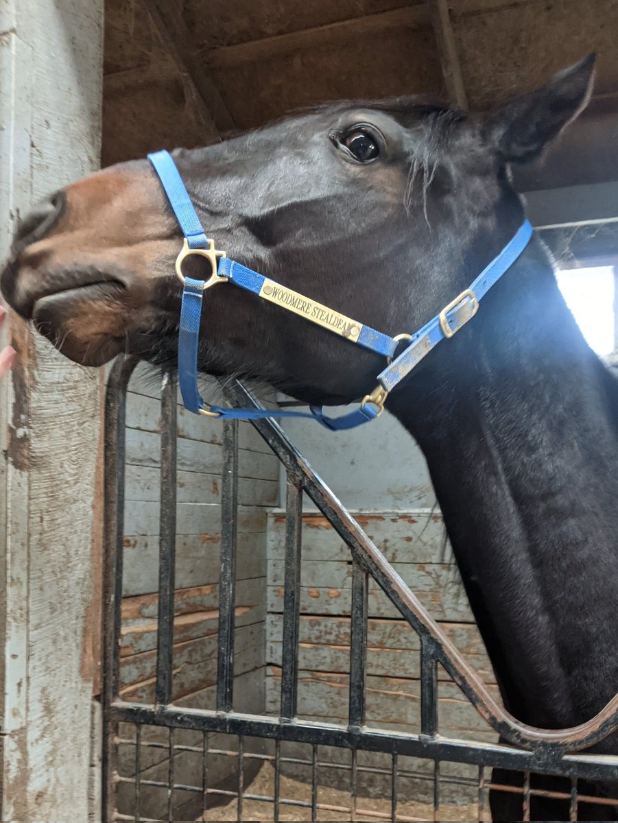 Woodmere_Stealdeal tweet media