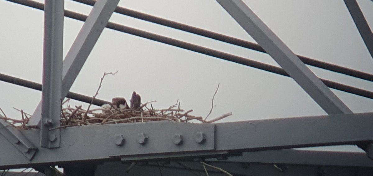 JacquesvdPloeg's tweet photo. De #boomvalken hebben jongen! Helaas zijn er die hun legsel niet tot succes zullen volbrengen.  De storm, van een aantal weken geleden, heeft er flink ingehakt! Hoeveel het er niet gered hebben zullen we nooit weten. #WRNOP @Sovon @wgroofvogels https://t.co/8eIDvXSjBq