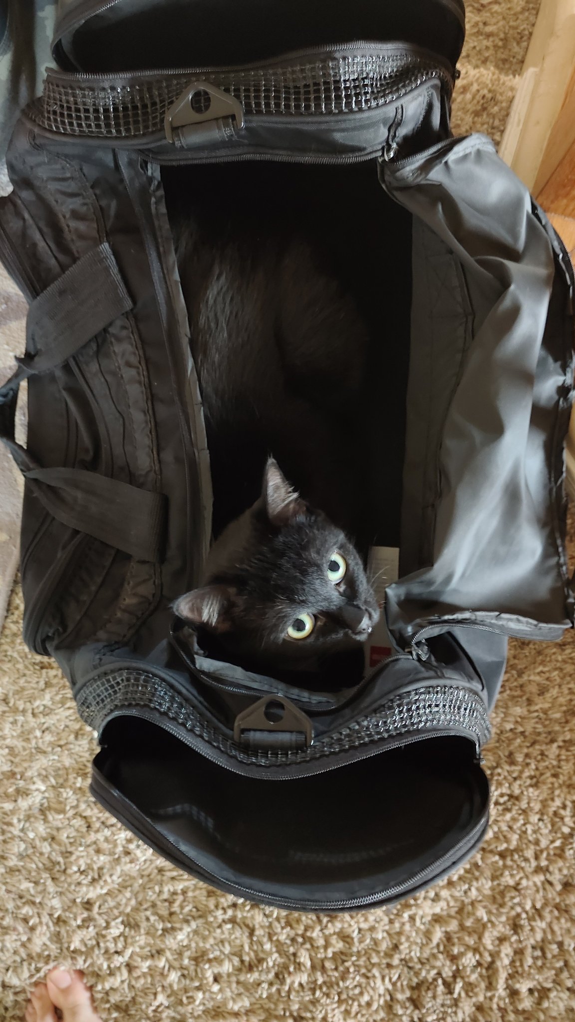 illyADo on Twitter loading quotes be like "Putting the cat back in the bag