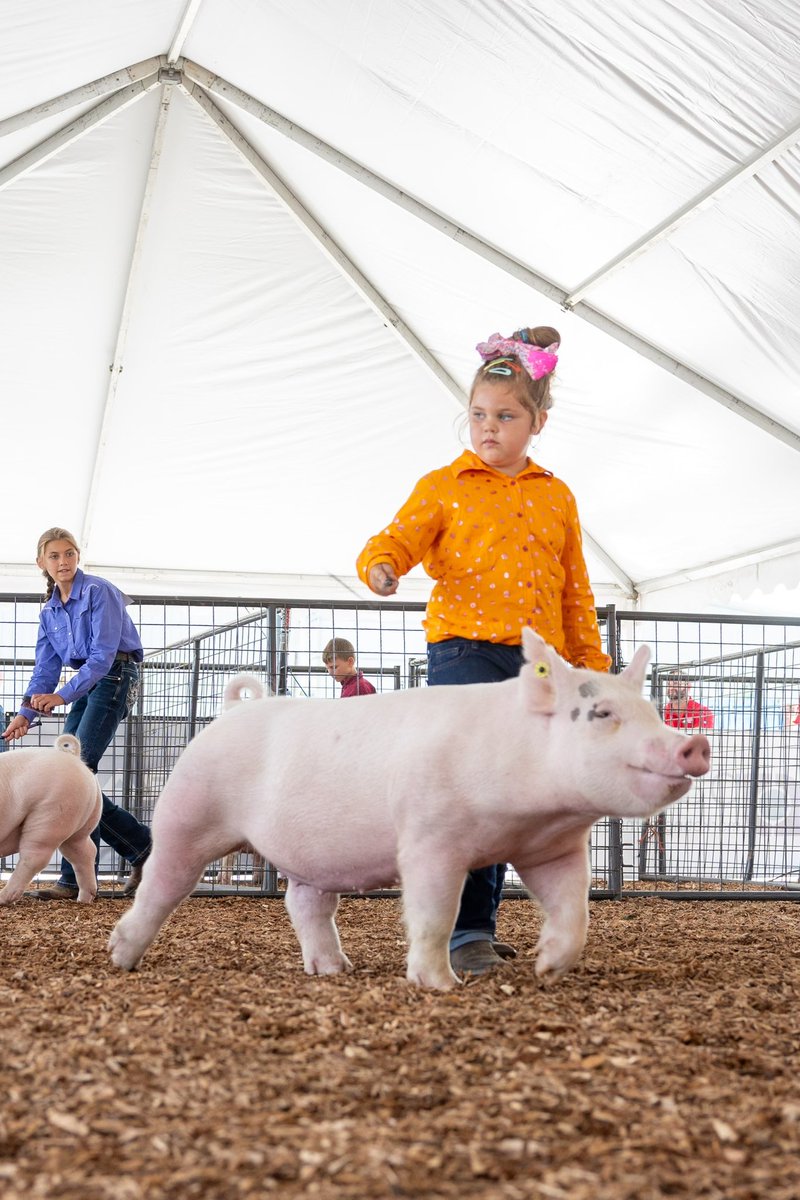 DouglasCoFairNE's tweet photo. This morning we started off day two with our annual Swine Show at the @RalstonArena #swine #pig #hog #livestock #DCF2023 https://t.co/EJZTareXdF