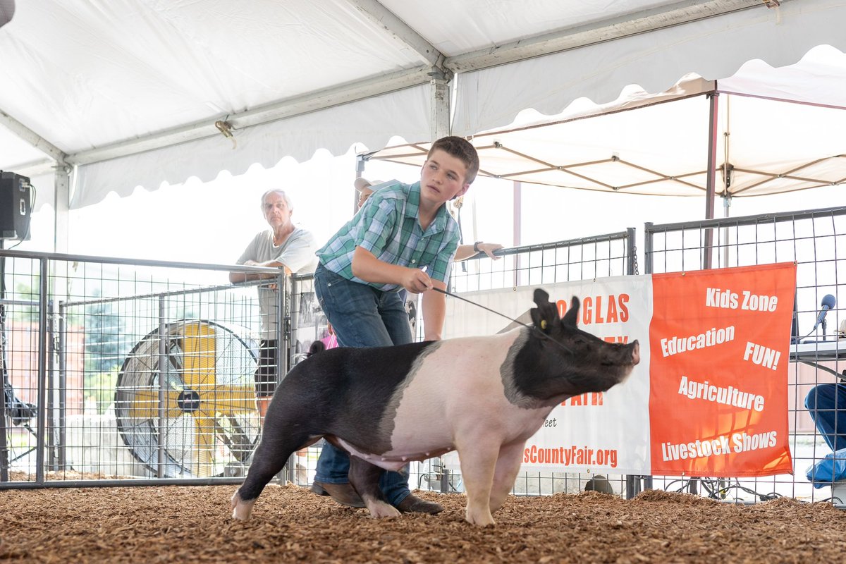 DouglasCoFairNE's tweet photo. This morning we started off day two with our annual Swine Show at the @RalstonArena #swine #pig #hog #livestock #DCF2023 https://t.co/EJZTareXdF