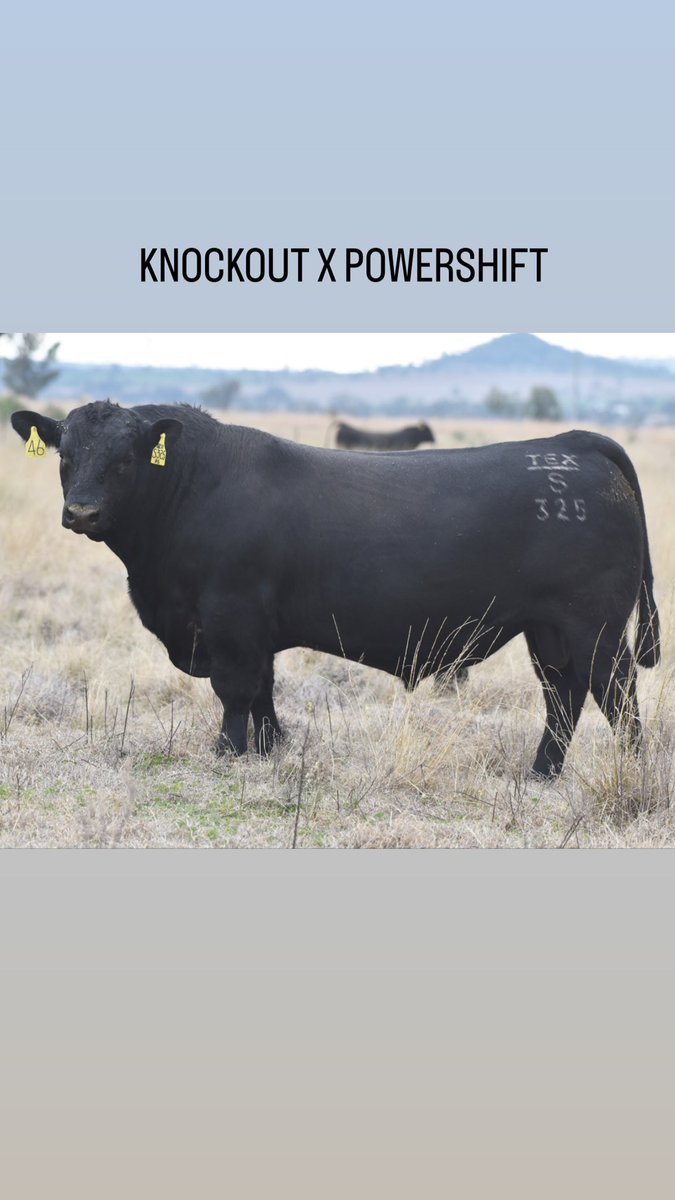 texasangus's tweet photo. These boys sell along with their 254 mates on Thursday! https://t.co/fspgFlYXKF