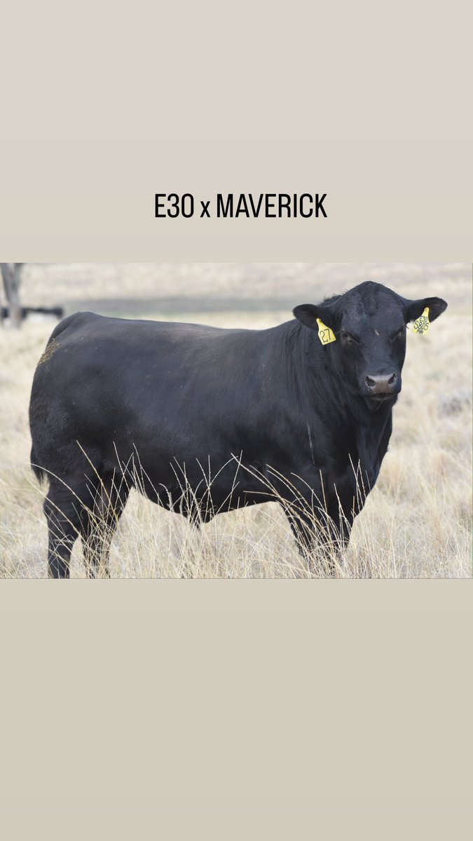 texasangus's tweet photo. These boys sell along with their 254 mates on Thursday! https://t.co/fspgFlYXKF