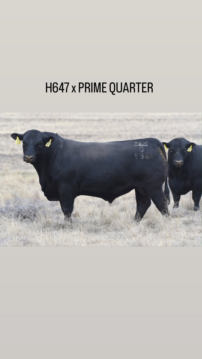 texasangus's tweet photo. These boys sell along with their 254 mates on Thursday! https://t.co/fspgFlYXKF