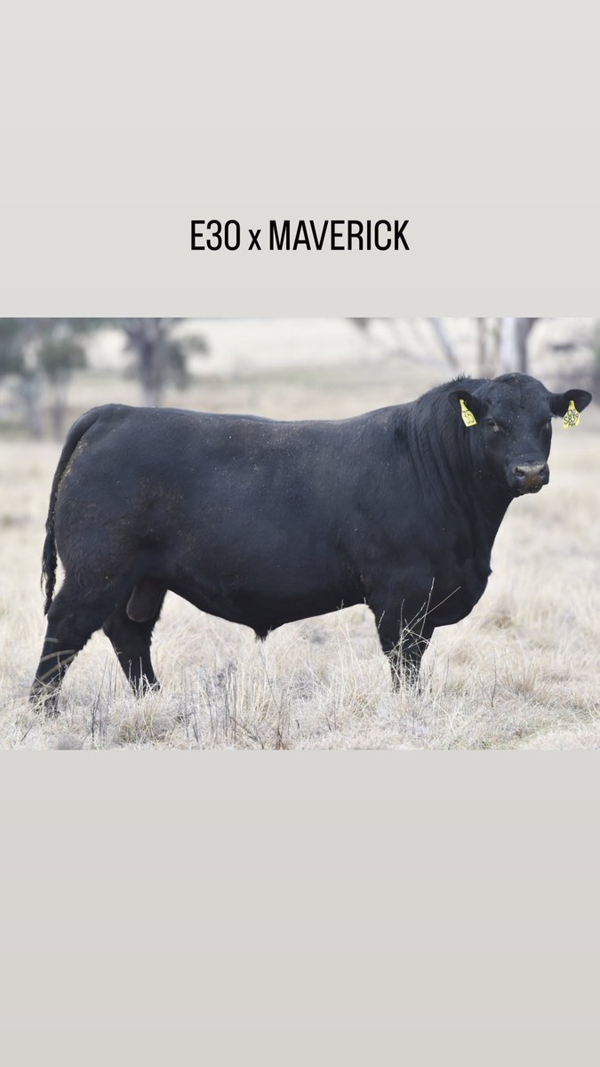 texasangus's tweet photo. These boys sell along with their 254 mates on Thursday! https://t.co/fspgFlYXKF