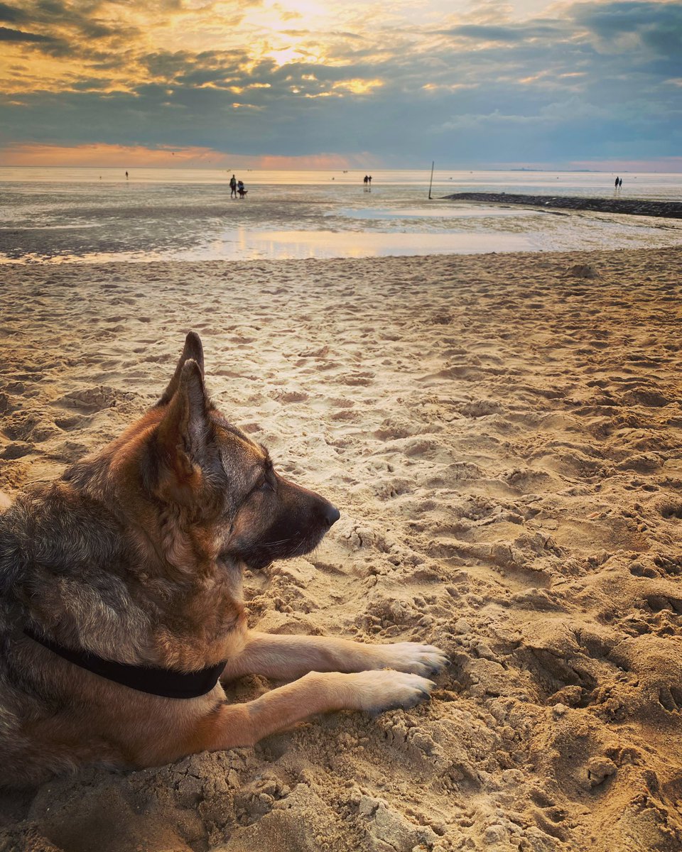 bluesky1606's tweet photo. Short trip to the sea with my precious Via 🌊🐕❤️ https://t.co/OJ43tJrwN2