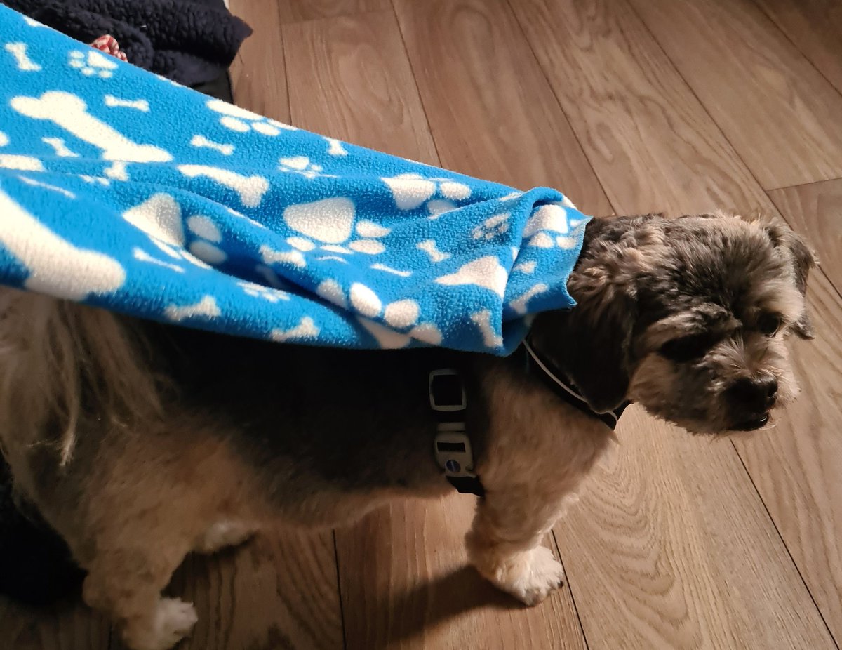 The_Wee_Hen's tweet photo. It's a bird 🐦 .....
It's a plane ✈️ .....
No! It's super Chico! 🦸‍♂️ 
Dah-da-da-da-da... dun-da-da! 
🎶 🎶 🎶 https://t.co/slLRabkW2r