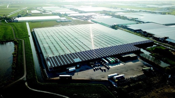 NL: Luiten Kwekerij and Havecon look back on successful collaboration <a href="/Havecon/">Havecon Horticultural Projects</a> 
floraldaily.com/article/954794…