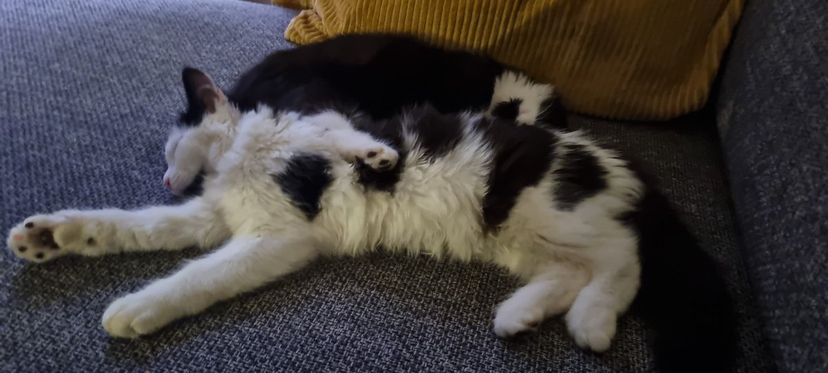 WeHaveThisThing's tweet photo. This white cat... we were told she was a girl.

We called her Tilda Swinton.

Today we found out that she is not female.

She is a boy.

Tilda Swinton is a boy. https://t.co/XWELLeuGPg