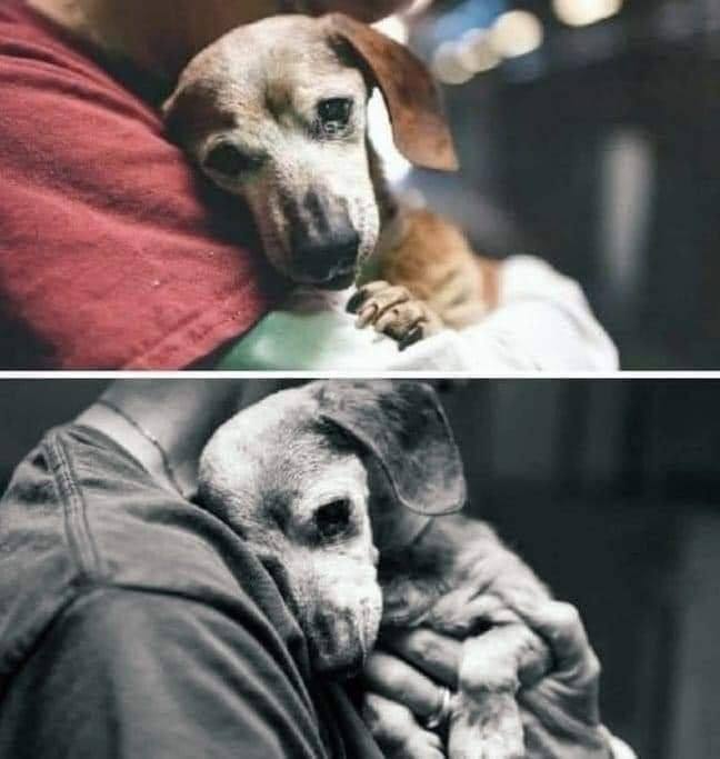 Dalbodog's tweet photo. She was 18. Her people, who loved her whole life, took her, a vaccination booklet, a leash, a collar and her belongings and took her to the Baldwin Park shelter. They said they were tired of fighting with an older dog, signed papers and left, without even looking at her. 😢
When she was picked up by a volunteer at the shelter, she leaned on him probably wishing it was all just an ugly dream.
The moment was immortalized by photographer John Hwang, who was in the shelter at the time.
Unfortunately, dogs love sincerely, with all their heart, with all their soul and are unable to understand that human 'love forever' most often has an expiration date.. - to annual, to moving, to illness, to old age...
Dogs definitely deserve better people!” ❤ 

Credit: Stuart James
Join : @Beyond_theleash