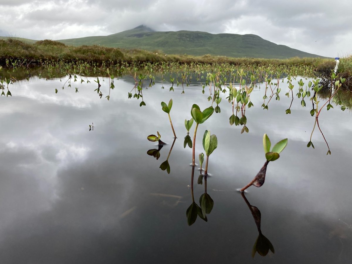 John King tweet media