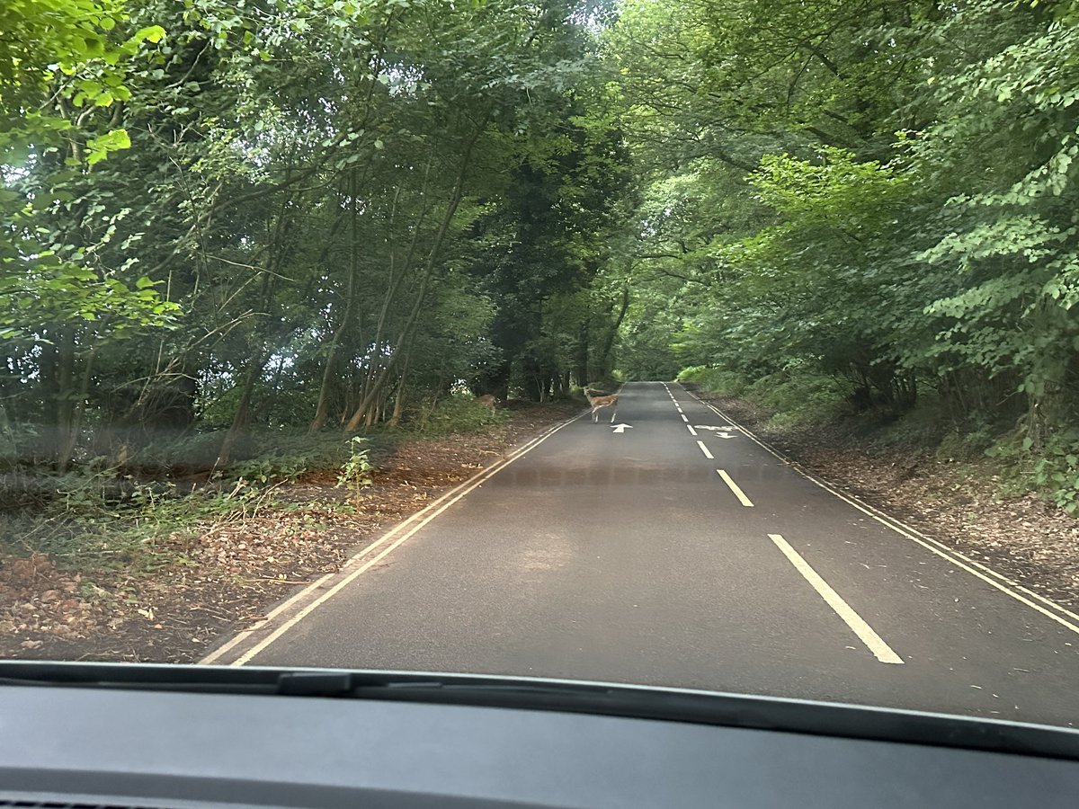 ManelRoura's tweet photo. Iβve been up to the #Wrekin and driving back home through #Ercall and I had to stop twice. 1st time because 2 idiots were driving in the opposite direction and the 2nd time to let a herd of deer to cross the road. #Telford https://t.co/DmMPyTqKfH