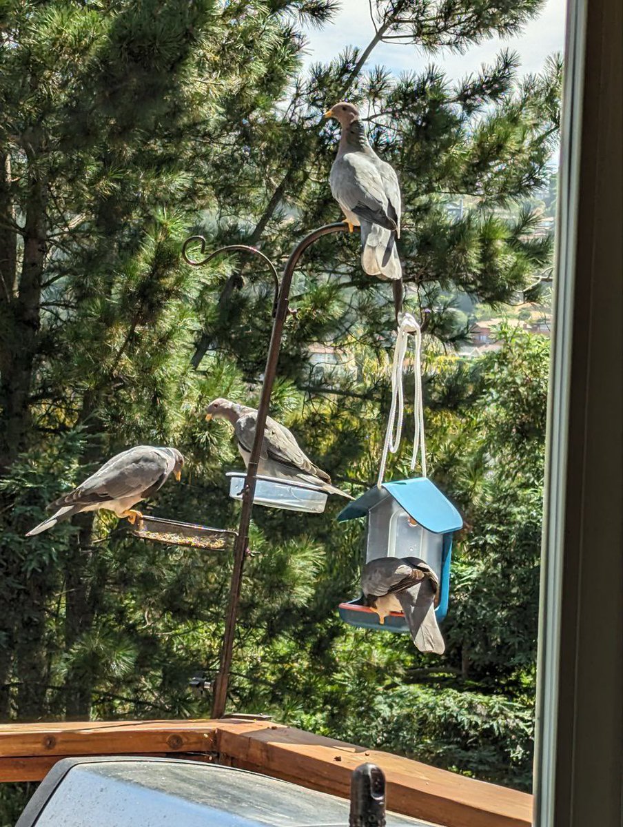 pjfoxes's tweet photo. Our bird feeders have been invaded by the Band-tailed Pigeon mafia. 

Giving me Goodfeathers vibes. 😂 

📸 @Slimdrake12 https://t.co/nuoyI2DMsA
