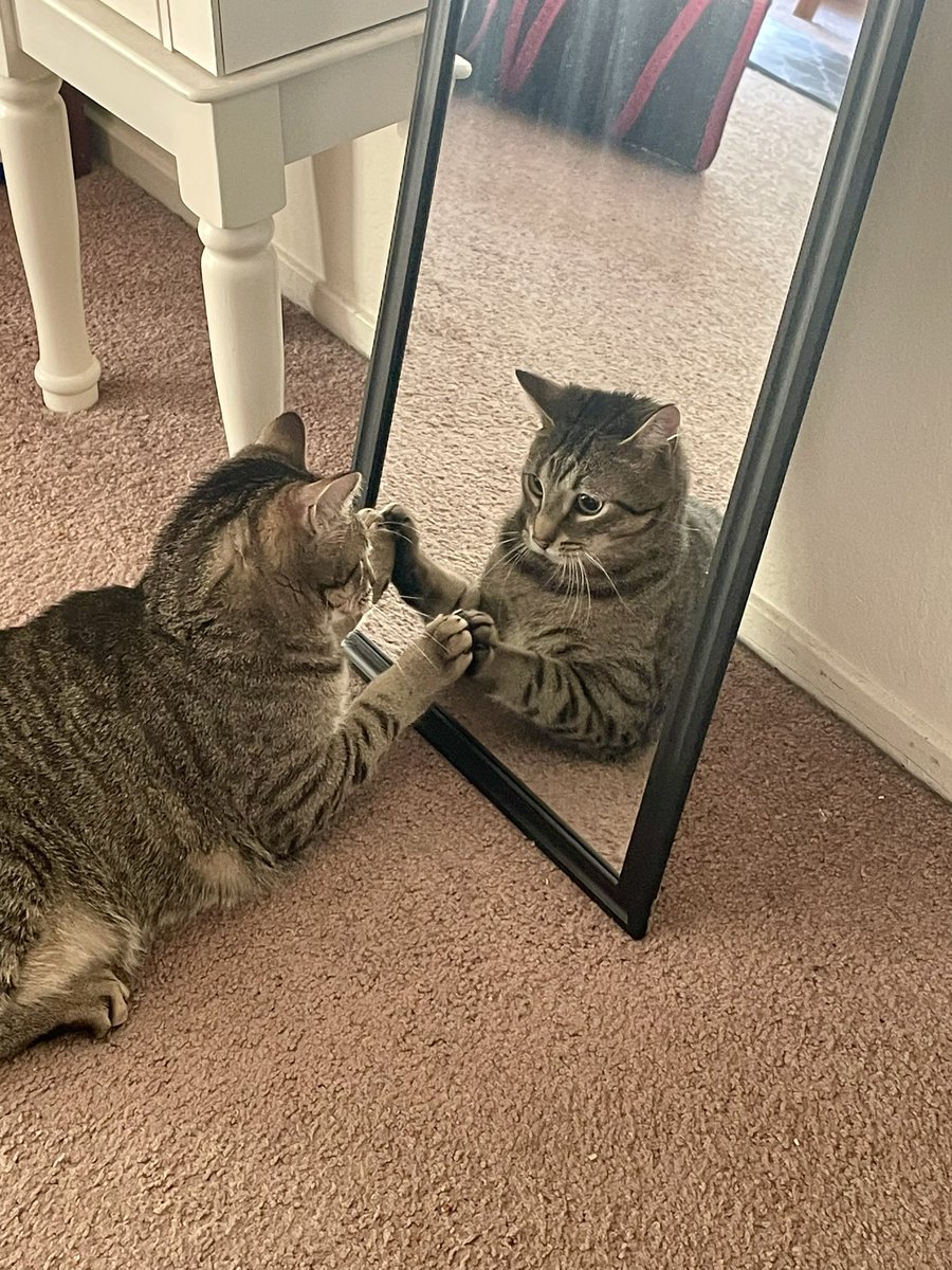 feederofcats's tweet photo. bröther ..... https://t.co/XFFYYsTi1l