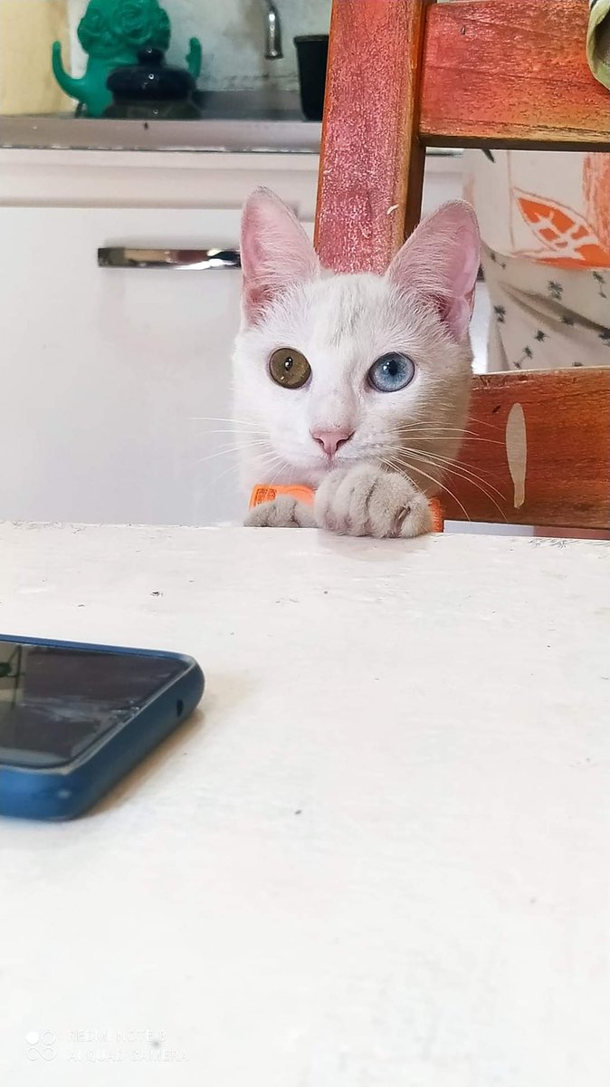 patitaperdidas's tweet photo. Rosita está perdida hace 3 días, en BARRIO SAJONIA - ZONA INTERPOL, MONSEÑOR LASAGNA, IGLESIA SAN LUIS. Comandante Gamarra entre Rodi e Insfrán. si tienen noticias favor contactar. 0972507523 , Tiene heterocromía y está medicada. Si no toma su remedio no podrá sobrevivir. https://t.co/Ls6RRSWyJW