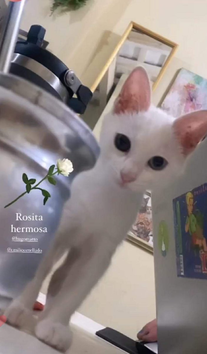 patitaperdidas's tweet photo. Rosita está perdida hace 3 días, en BARRIO SAJONIA - ZONA INTERPOL, MONSEÑOR LASAGNA, IGLESIA SAN LUIS. Comandante Gamarra entre Rodi e Insfrán. si tienen noticias favor contactar. 0972507523 , Tiene heterocromía y está medicada. Si no toma su remedio no podrá sobrevivir. https://t.co/Ls6RRSWyJW