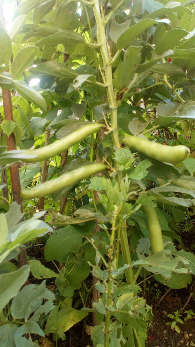 ManicBeata's tweet photo. 1. The same Preisgewinner pods we've seen in the previous tweet but two weeks later. In the background, baby pods from hybrid beans.
2. Piękny Jaś, still blooming but already with pods.
3. More flowers & pods from Nonna Agnes Blue.
4. Broad beans.
#BeanUpdate 🌱 https://t.co/k7RunvzjBU