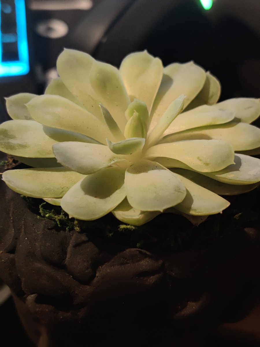 hannahlikeapuma's tweet photo. I adopted a new son.

Meet Arispotle :3 https://t.co/MktSBC8OFX