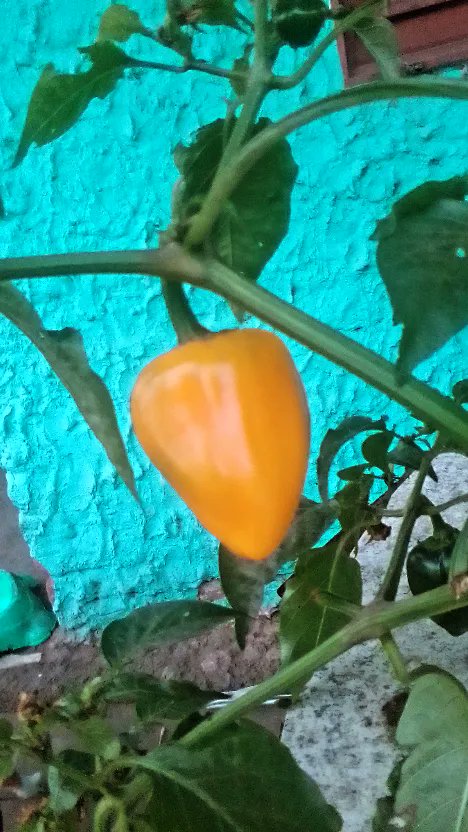 SaruMachado23's tweet photo. Mi 🌱 de morrón 😍 https://t.co/uSsLYnhAR9