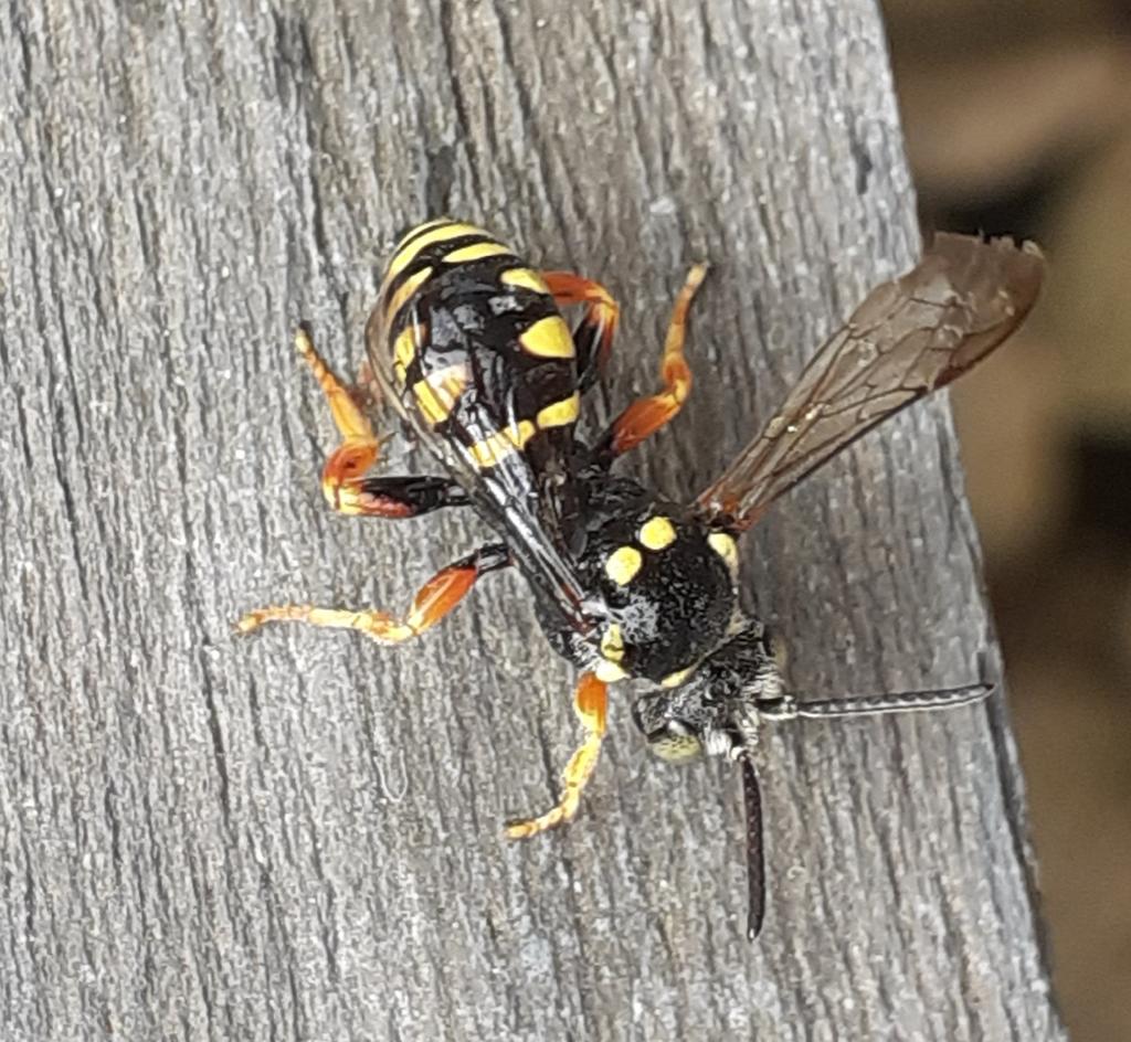 I saved this impressive beast from drowning the other day. It is I think the Blunthorn nomad bee, Nomada flavopicta. @clan_cic <a href="/HeritageFundUK/">The National Lottery Heritage Fund</a> <a href="/olds_liam/">Liam Olds</a>