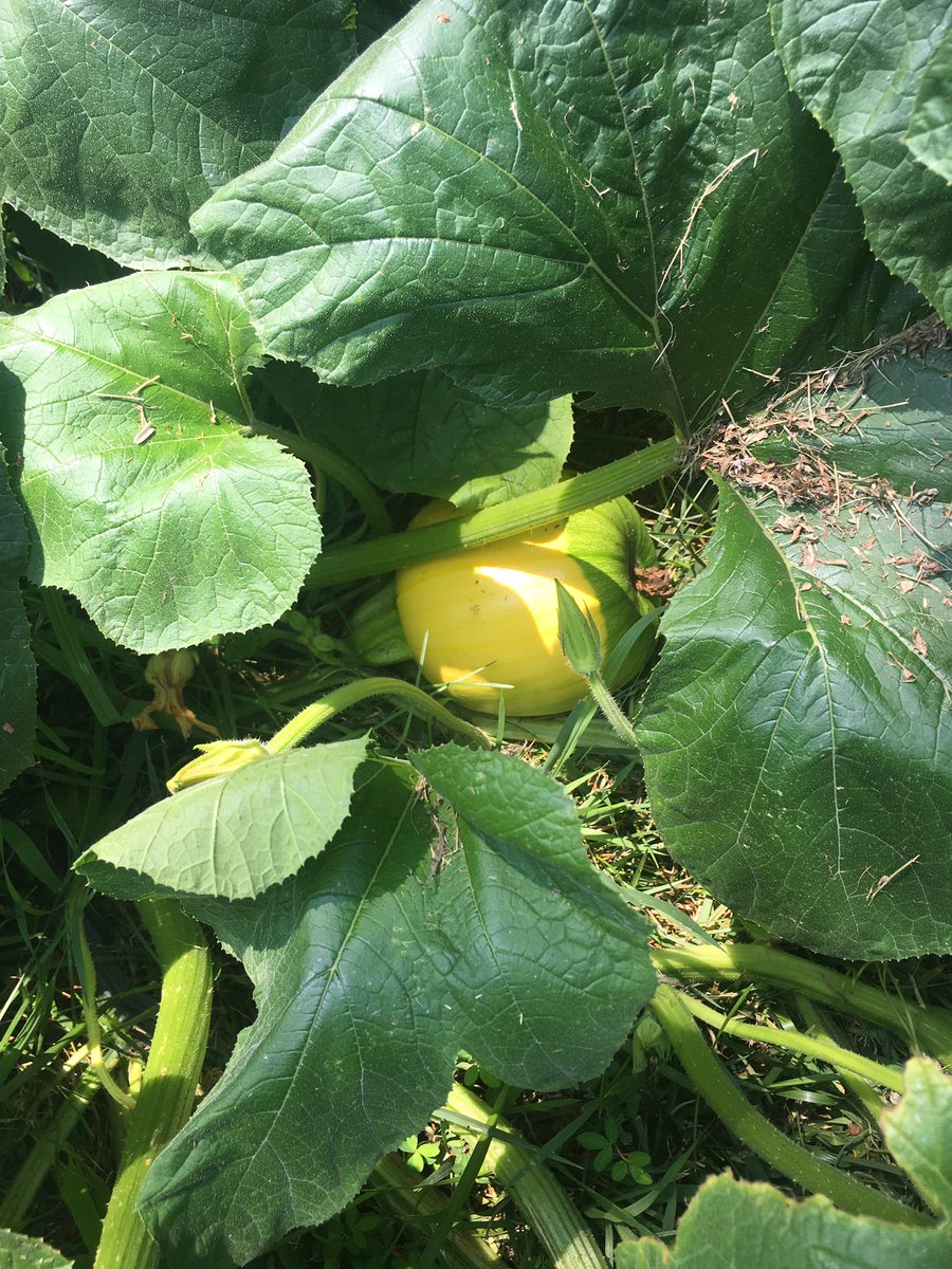 Jengel_99's tweet photo. So we were starting a compost pile, but then something started growing in it and got pretty huge 👀 Was thinking it was a zucchini plant at first, but after seeing its fruit develop we are thinking it might be a pumpkin? https://t.co/LVNrQLuEmS