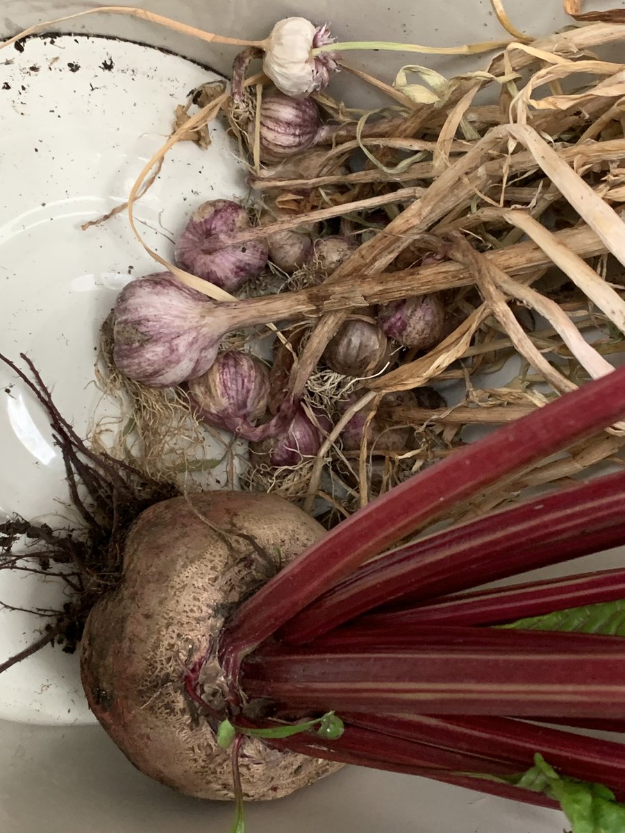 Home grown beetroot and garlic soup #garden #vegetables