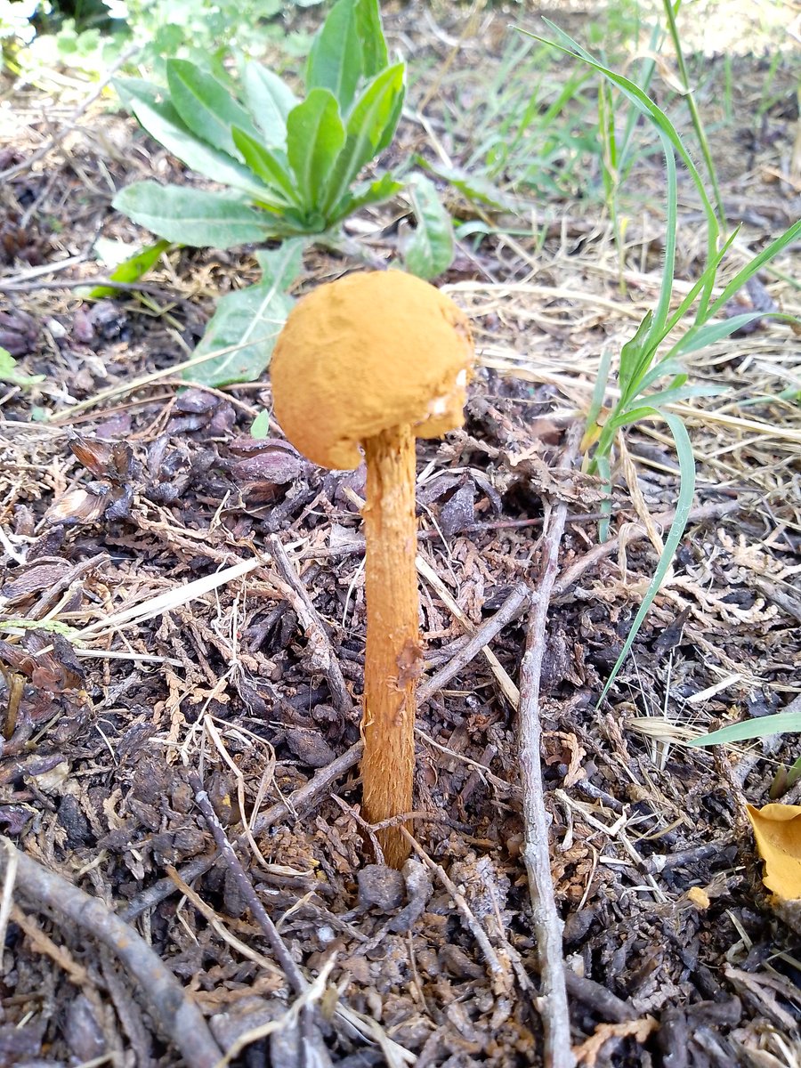 Battarrea phalloides
#fungi #mushrooms