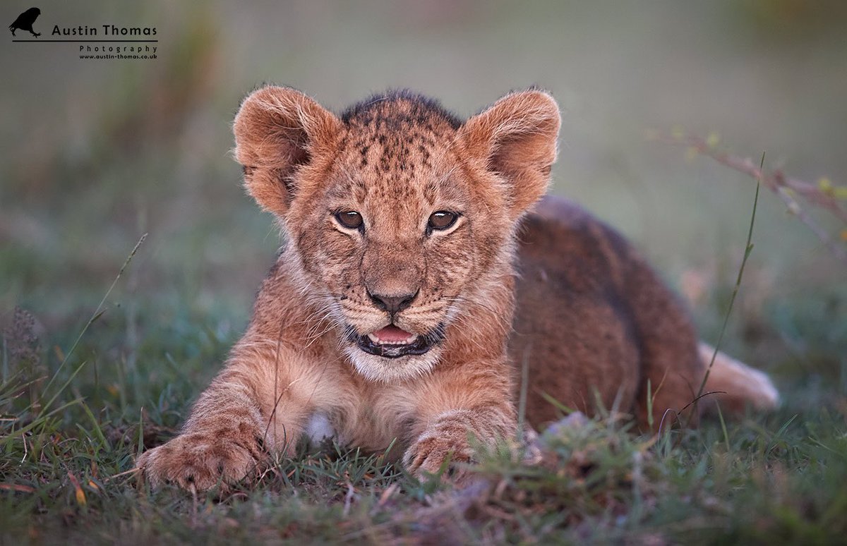 A #Lion cub 💙 in the last embers of light anyone 🤷‍♂️

Taken on #Safari in #Kenya earlier this year.

Enjoy your evenings…

<a href="/CanonUKandIE/">Canon UK and Ireland</a> <a href="/BBCEarth/">BBC Earth</a>  #Wildlife #predator