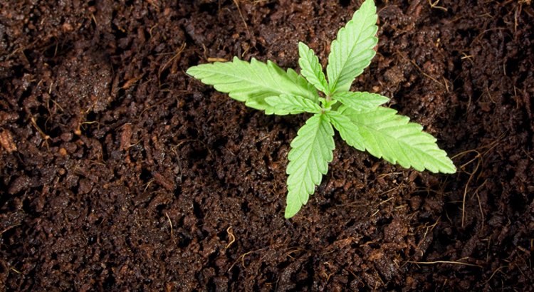 Si aún no sabes qué fertilizante elegir para tus plantas, te invitamos a conocer los #abonoscannabis de <a href="/AGROBETA/">AGROBETA</a> 
Los mejores productos para tus plantitas agrobeta.com